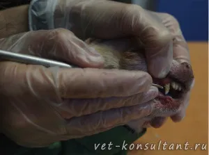 Tisztítás fogkő a kutyák és macskák (állatorvos). Tisztítás fogkő a kutyák és macskák