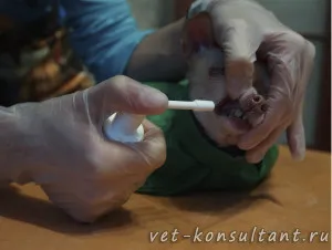 Tisztítás fogkő a kutyák és macskák (kutya) Tisztítás fogkő a kutyák és macskák
