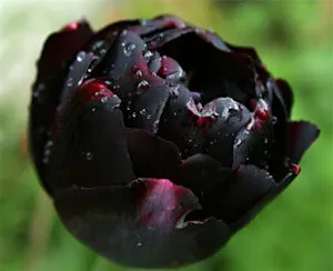 Fekete Tulipán hajszín