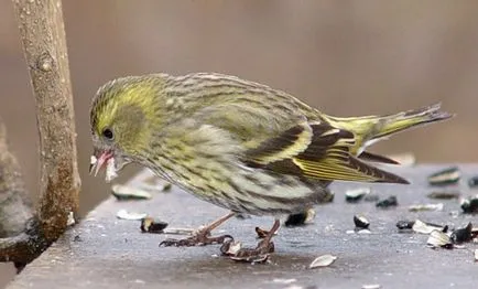 Siskins az otthoni és a madarak etetése