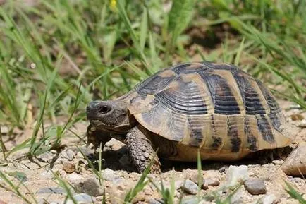 Turtle - az üzembentartó a ház