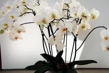 A takarmány orchideák otthon