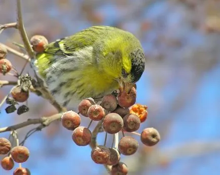 Siskins az otthoni és a madarak etetése