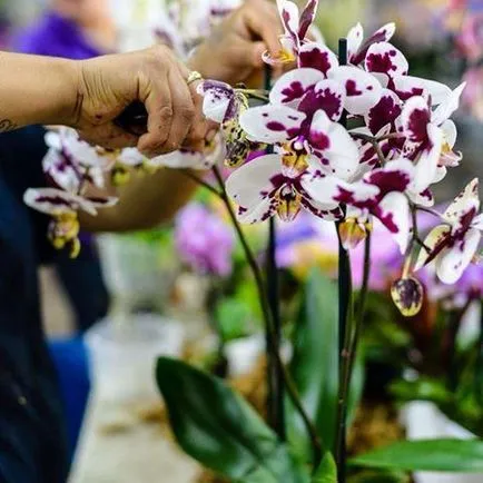 A takarmány orchideák otthon