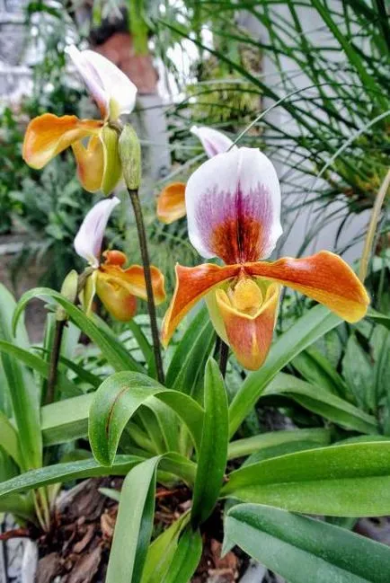 A takarmány orchideák otthon
