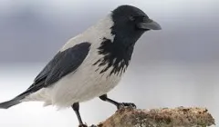 Mi a kerek vagy ovális