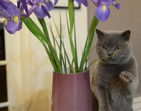Mi a teendő, ha egy macska megeszi a virágokat, a macska és a macska