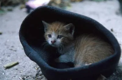 Mi a teendő, ha egy macska elveszett (elveszett) Mi a teendő, ha elveszett macska