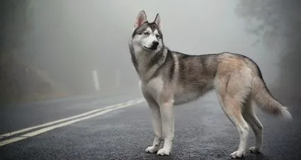 Mi van, ha a kutya leütött autóval a valóságban, vagy egy álom jele (hogy le a kutyát egy álom) Mi van, ha a kutya leütött autóval a valóságban, vagy egy álom jele