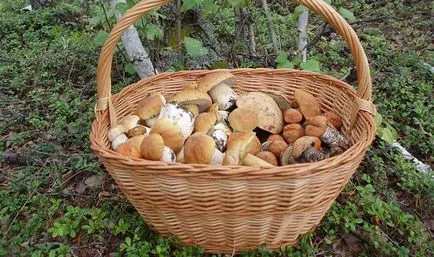 Mit kell tenni, fehér friss gomba betakarítás után a tél, és a jelenlegi fogyasztás (utána) Mit kell tenni, fehér friss gomba betakarítás után a tél és az áramfelvétel