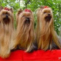 Mit kell vásárolnia eljövetele előtt kiskutya Yorkshire terrier
