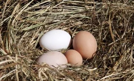 Hogyan lehet csirke nem ül a tojásokon és bevitt egy nagy tojássárgája (tojás) Hogyan lehet csirke nem ül a tojásokon és bevitt egy nagy tojássárgája