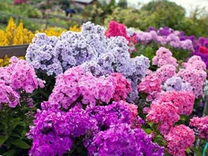 Hogyan növekszik phlox vetőmag