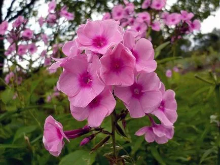 Hogyan növekszik phlox vetőmag