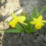 Virágágyás - 100 ötleteket arra, hogyan díszítik a fényképet szakasz (ágy) Virágágyás - 100 ötleteket arra, hogyan díszítik a fotó rész
