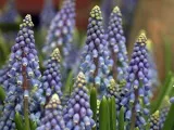 Lupin virág - növekvő magról; fotó csillagfürt, évelő csillagfürt - ültetés és gondozás