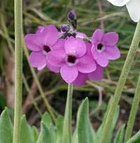 Virág Primula (Primrose) - csoportok és típusú kankalin