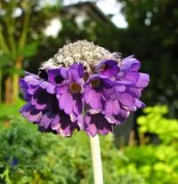 Virág Primula (Primrose) - csoportok és típusú kankalin