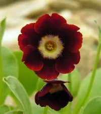 Virág Primula (Primrose) - csoportok és típusú kankalin