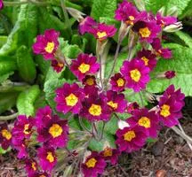 Virág Primula (Primrose) - csoportok és típusú kankalin