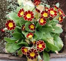 Virág Primula (Primrose) - csoportok és típusú kankalin