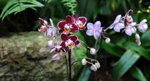 Mit jelent az, orchidea szimbólum