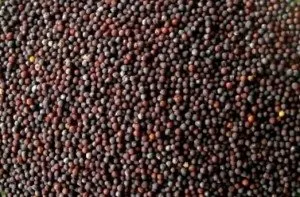 Karfiol saját kertben kell tudni ültetés és gondoskodó erre üzem (növekvő karfiol) Karfiol saját kertben kell tudni ültetés és gondoskodó erre növény