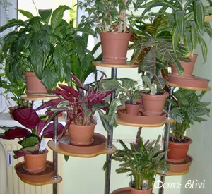 Flowers otthon -, hogy hogyan lehet tenyészteni szobanövények nevét, a beszerzési, transzplantáció (átültetés) Flowers otthon -, hogy hogyan lehet tenyészteni szobanövények neve, beszerzését, átadását
