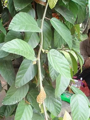Virág ficus szoba fotó típusok, hogyan kell gondoskodni otthon