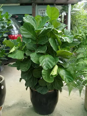 Virág ficus szoba fotó típusok, hogyan kell gondoskodni otthon