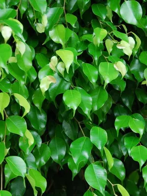 Virág ficus szoba fotó típusok, hogyan kell gondoskodni otthon