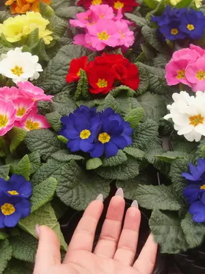 Primrose virág fotó, termesztés és karbantartási az otthon, fajták és tenyésztési