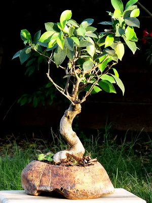 Virág ficus szoba fotó típusok, hogyan kell gondoskodni otthon