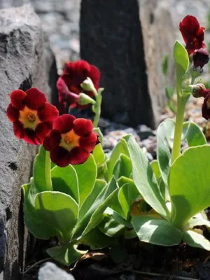 Primrose virág fotó, termesztés és karbantartási az otthon, fajták és tenyésztési