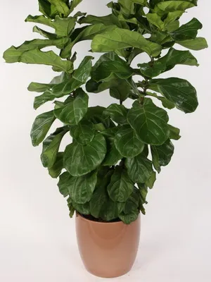 Virág ficus szoba fotó típusok, hogyan kell gondoskodni otthon