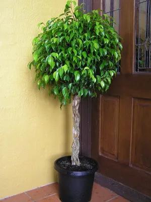 Virág ficus szoba fotó típusok, hogyan kell gondoskodni otthon