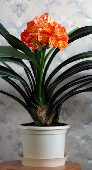 Virág Clivia termesztés otthon