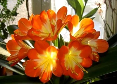 Virág Clivia otthoni gondozást, a változás és a reprodukció