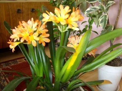 Virág Clivia otthoni gondozást, a változás és a reprodukció