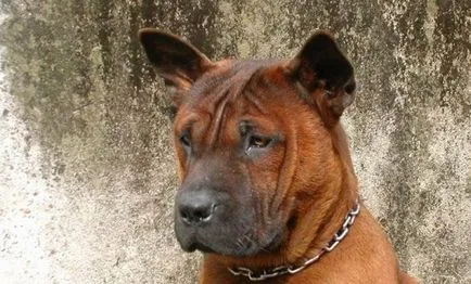 Chongqing (Kína Bulldog) tenyészteni leírás, kép és ára