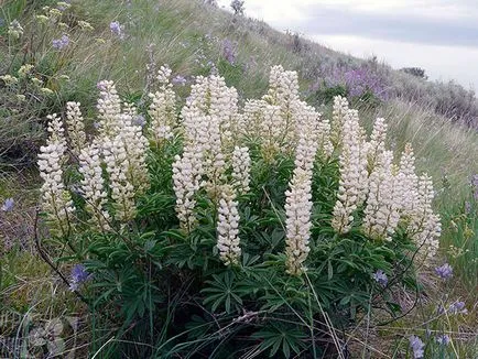 Lupin virág - növekvő magról; fotó csillagfürt, évelő csillagfürt - ültetés és gondozás