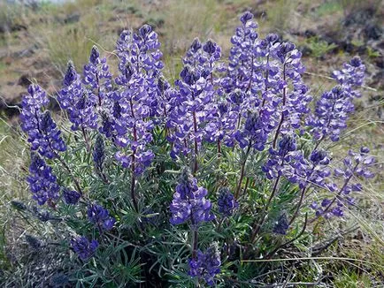 Lupin virág - növekvő magról; fotó csillagfürt, évelő csillagfürt - ültetés és gondozás