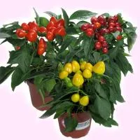 dekoratív paprika
