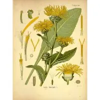 Inula leírás terápiás tulajdonságainak és ellenjavallatok