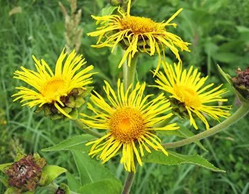 Inula leírás terápiás tulajdonságainak és ellenjavallatok