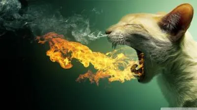 A légzőrendszer macska esetleges megsértésével és azok okainak