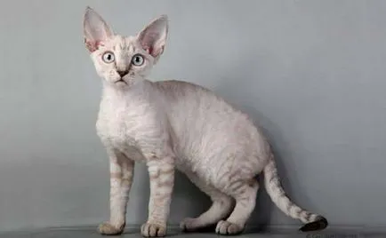 Devon Rex képek, ár, fajta leírás, karakter, videó, óvodák - murkote körülbelül macskák és macskák (karakter) Devon Rex képek, ár, fajta leírás, karakter, videó, óvodák - murkote körülbelül macskák és macskák