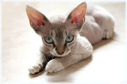 Devon Rex - fotó, leírás, jellegét, tartalmát, vásárlás
