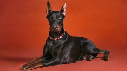 Doberman fotó dobermann