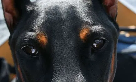 Doberman fotó dobermann